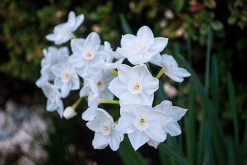 white flowers in the garden