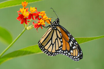 Fototapeta na wymiar Butterfly 2020-45 / Monarch butterfly (Danaus plexippus)