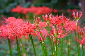 初秋の林の脇に咲くヒガンバナの花