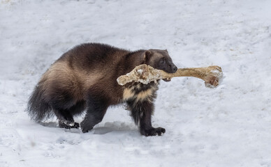 Wolverine Bone Bandit - a wolverine carries a moose femur bone to its secret hiding place for future eating. Haines, Alaska.