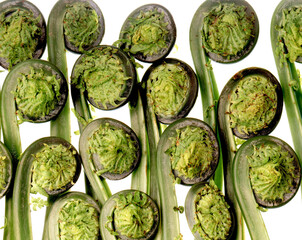 Green plants