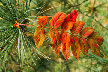 Red autumn leaf on a green branch of a larch tree. Macro.