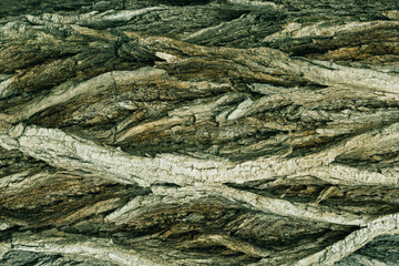 Old tree bark close-up with beautiful patterns for graphic design or Wallpaper Natural background in abstract style.