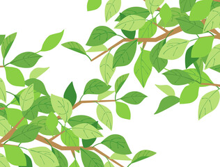 Obraz premium 葉28 新緑 緑