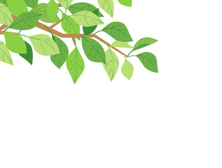 葉30　新緑　緑