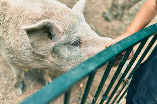 Hand Of Hispanic Woman Caressing Adorable Pig At The Farm.