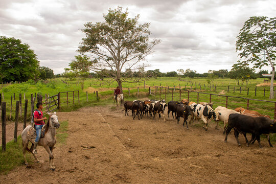 Arreando ganado en los llanos orientales 