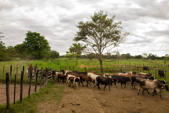 Arreando ganado en los llanos orientales 