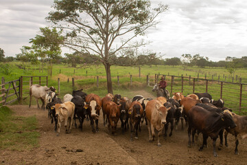 Arreando ganado en los llanos orientales 