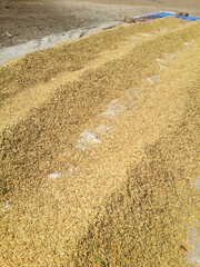 dry paddy rice seed texture