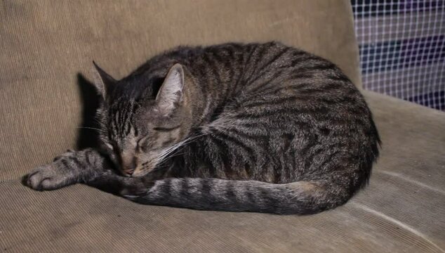 gray cat wakes up from sleeping
