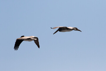 Fototapeta na wymiar Pelicans in Big Sur California, Wildlife of California