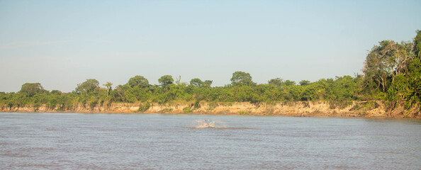 Aleta dorsal del delfín rosado en los llanos orientales, Arauca, Colombia. © Juan