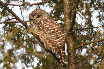 Beautiful Barred Owl trying to sleep in an evergreen in the winter, with eyes almost closed
