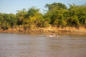 Pareja de delfines rosados en los llanos orientales, Arauca, Colombia. © Juan