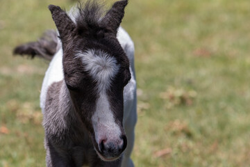 Fototapeta premium Miniature Hose Baby, Baby Mini Horse Newborn