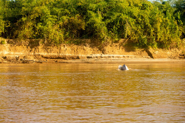 lomo de delfín rosado en los llanos orientales, Arauca, Colombia. © Juan