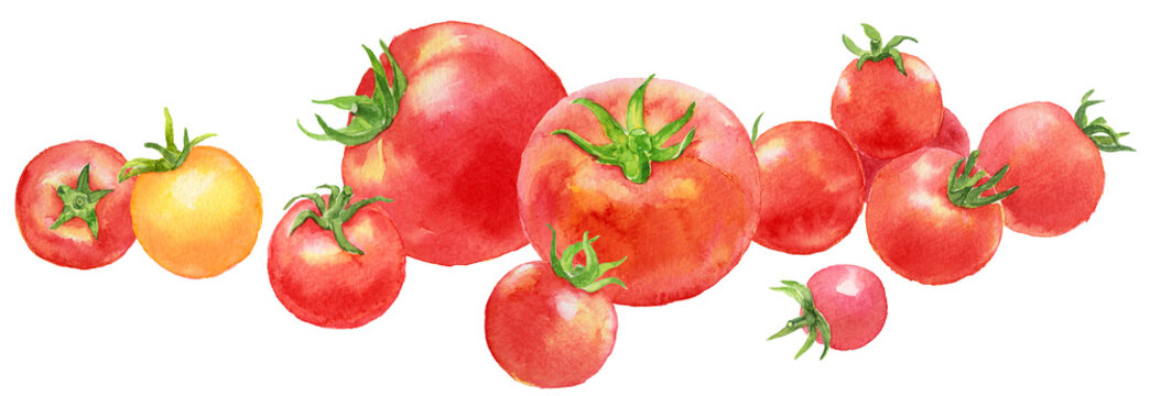 たくさんのトマトとミニトマト　転がる　水彩
