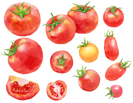 トマトとカラフルなミニトマト　たくさん　素材　水彩画