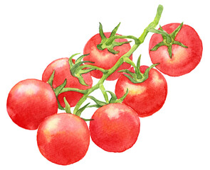 ミニトマトの房　水彩画