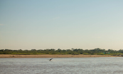 Águila realizando pesca sobre el agua en los llanos orientales, Arauca, Colombia.