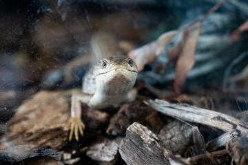 Alligator Lizard Close Up on Bark