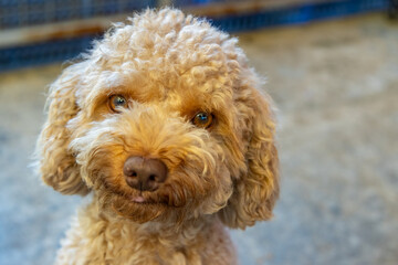 Fototapeta premium Portrait image of Cute puppy Toy Poodle sit at green garden