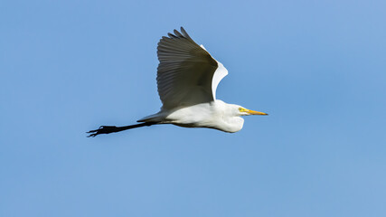 Nature wildlife image of Great Egret bird flying around paddy field
