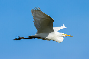 Nature wildlife image of Great Egret bird flying around paddy field