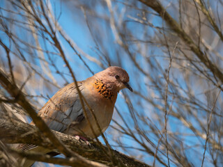Laughing Dove in Western Australia