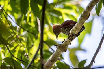 nature wildlife image of banded woodpecker bird