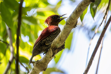 nature wildlife image of banded woodpecker bird