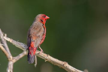 Red Avadavat Birds in Malaysia and Southeast-Asia.