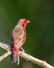 Red Avadavat Birds in Malaysia and Southeast-Asia.