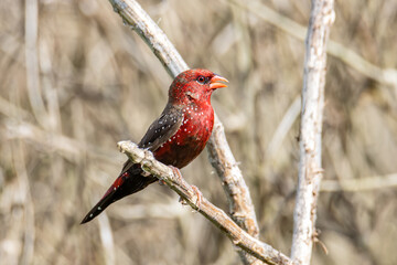 Red Avadavat Birds in Malaysia and Southeast-Asia.