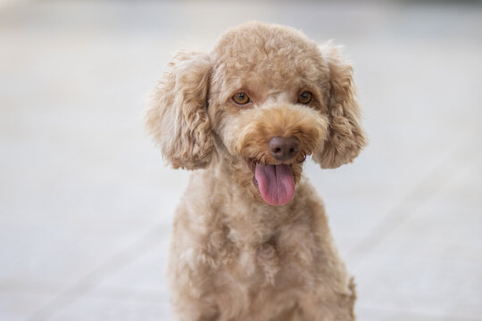 Portrait image of Cute puppy Toy Poodle sit at green garden
