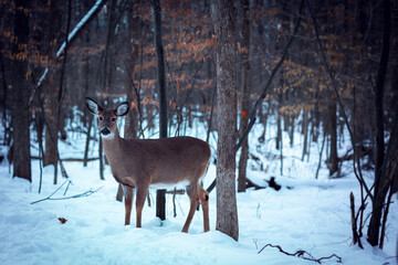 Canada, montreal cerf