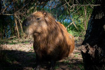 Capybara, a rodent known in South America as Capybara. in its natural habitat