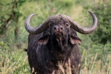 Cape Buffalo