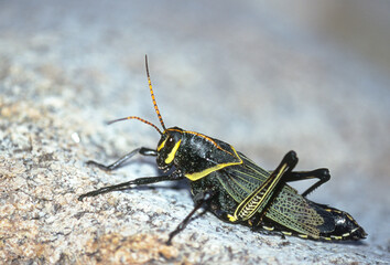 Horse Lubber Grasshopper (Taeniopoda eques)