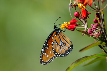 Queen Butterfly (Danaus gilippus) on butterfly weed
