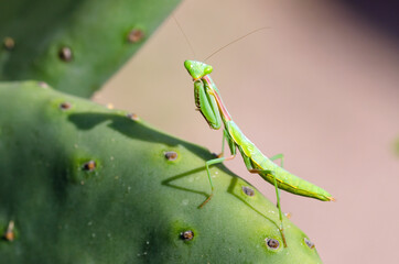 Arizona Manitis (Stagmomantis limbata)