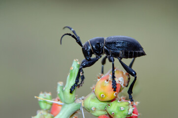 Cactus Longhorn Beetle (Moneilema gigas)