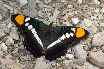 Arizona Sister (Adelpha eulalia)