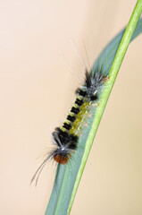 Tussock Moth Caterpillar isolated on a blade of grass