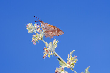 American Snout (Libytheana carinenta) butterfly