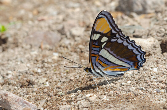 Arizona Sister (Adelpha eulalia)