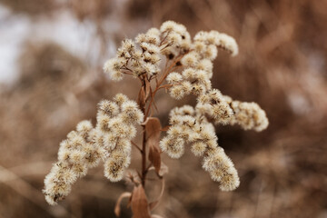Frozen Plant