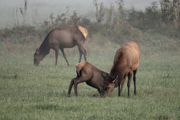 Obraz na płótnie Canvas Elk Calf Nurses As Mother Grazes