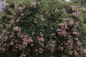 Shrub with pink flowers and green leaves.
